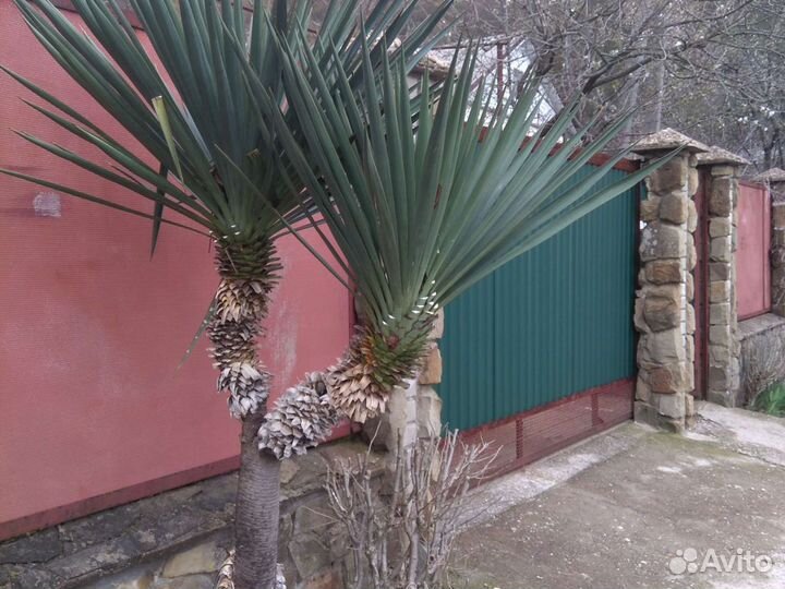 Юка популярное растение