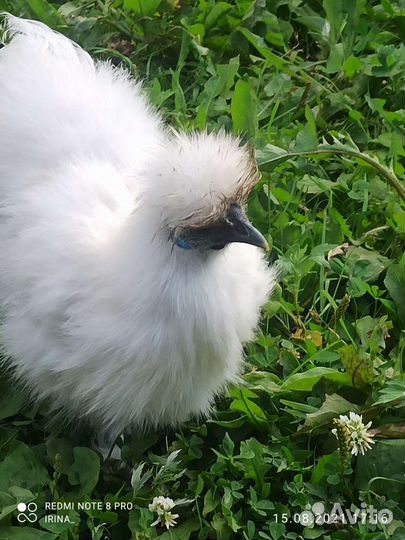 Китайские шелковые