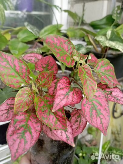 Цветы комнатные