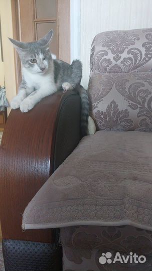 Породистый Котенок Симба,Мальчик 3.5 мес в Добрыер