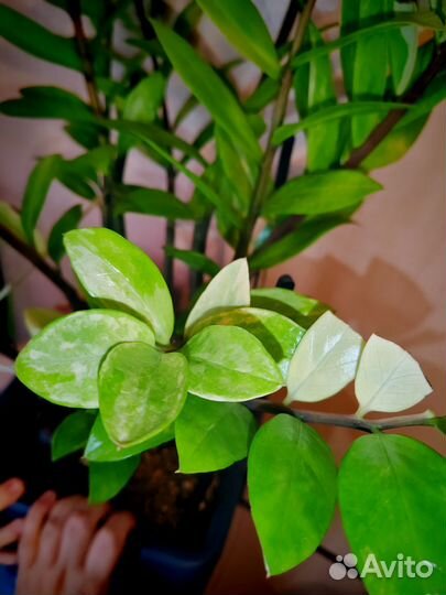 Замиокулькас вариегатный, большой