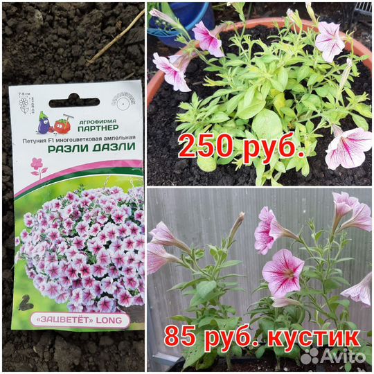 Петуния Ампельная Лобелия Мята Салат