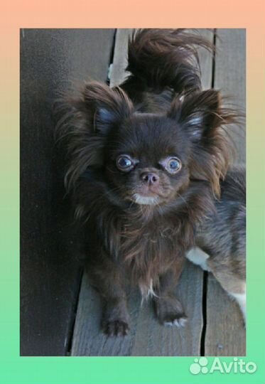 Лиловогенный кобель в разведение РКФ