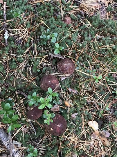 Участок 15 сот. (ИЖС)