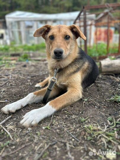 Щенки дворняги