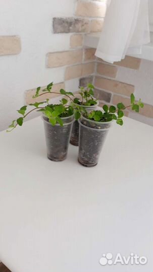 Пеперомия ротундифолия