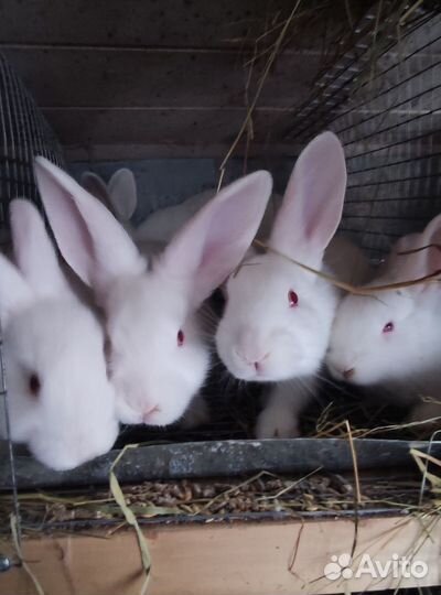 Кролики паннон, мясо кроликов