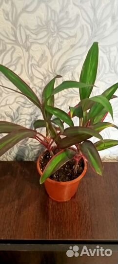 Драцены, бегония, кордилина