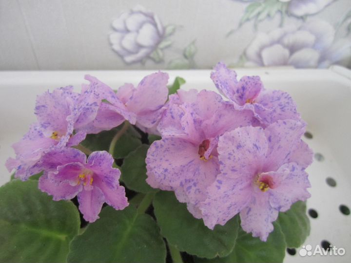 Фиалки цветущие