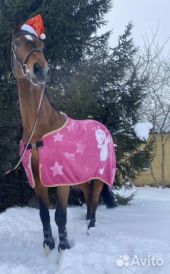 Попона для лошади