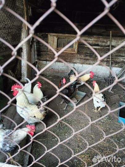 Молодые петухи