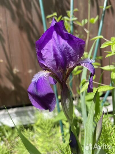 Ирис низкий фиолет