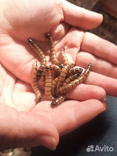 Кормовые насекомые