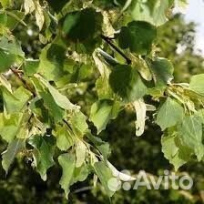 Липа мелколистная