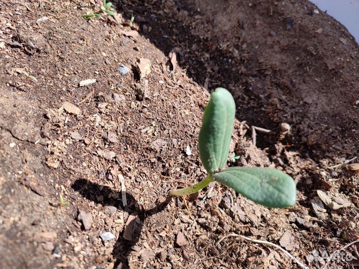 Вьюнок садовый бешеный огурец