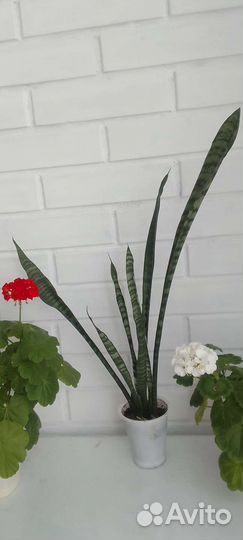 Сансевиерия