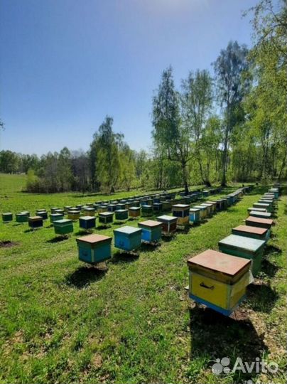 Мед гречишный Алтайский