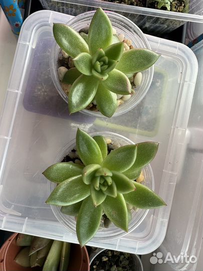 Эхеверия суккуленты