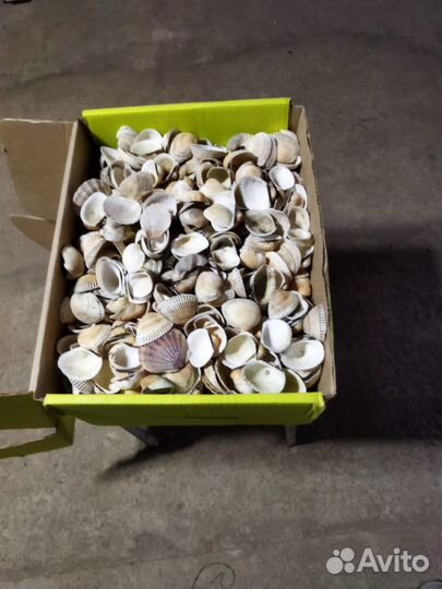 Коробка морских ракушек
