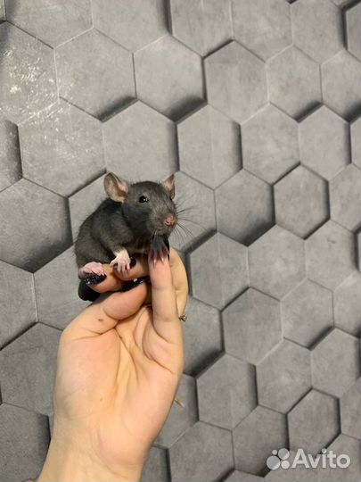 Декоративная крыса