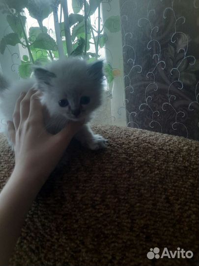 Отдам в добрые руки котят