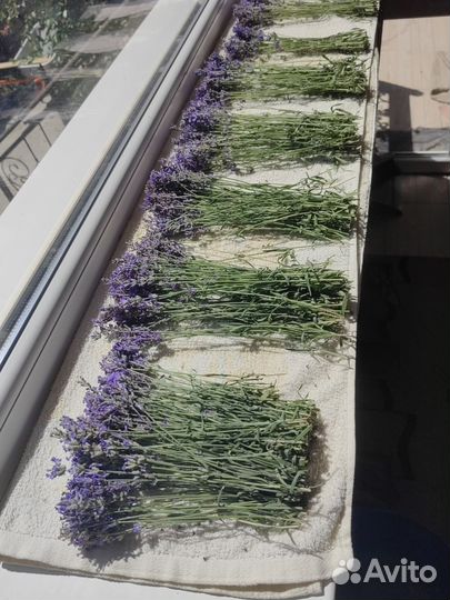 Лаванда сухоцвет
