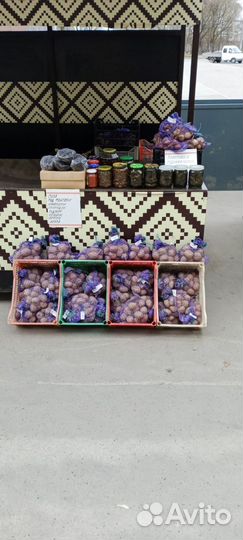 Картофель сортовой посадочный