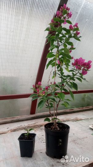 Бугенвилия розовая