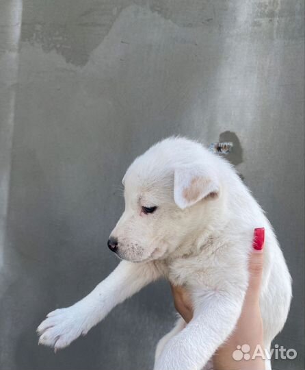 Щеночки бесплатно