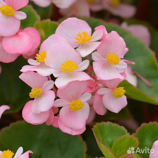 Семена для микрозелени