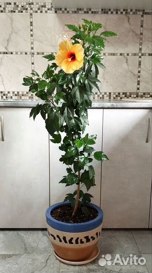 Гибискус Большой