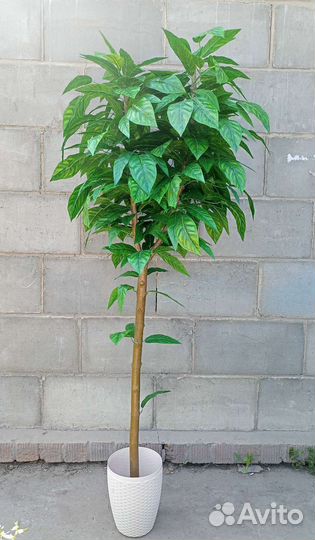 Манго (искусственное растение)