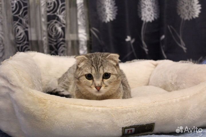 Сонечка ждет хозяина. Шотландская вислоуая