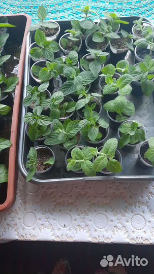 Мята сортовая