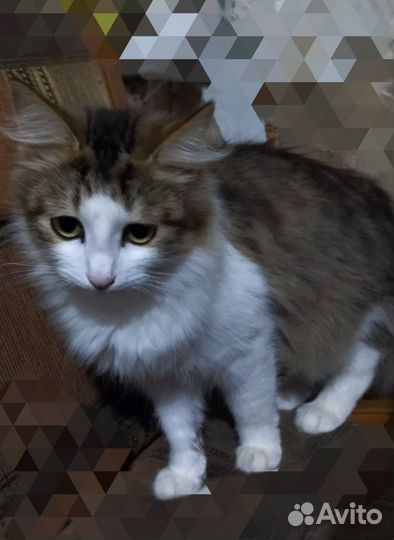 Кот Марсик ищет дом