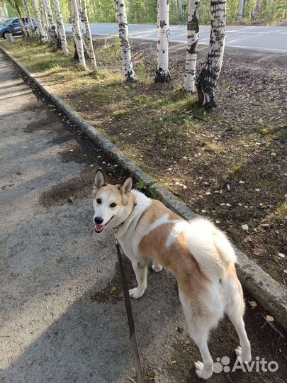Лайка