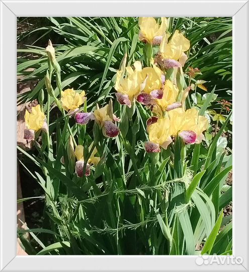 Садовые цветы и растения