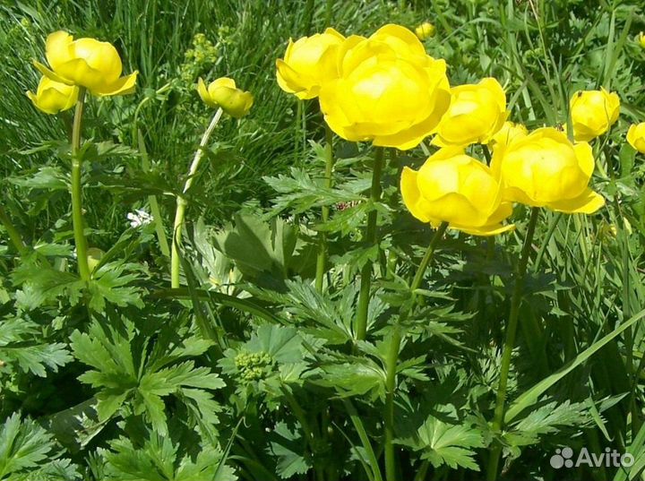 Астра многолетняя и другие саженцы