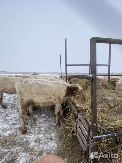 Продаю телок