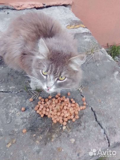 Котик в свой дом