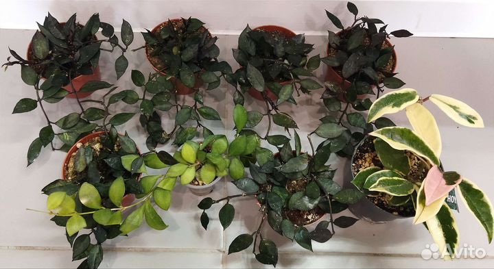 Хойя блэк ливз,альбомаргината,кримсон квин,куртиси