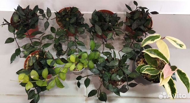 Хойя блэк ливз,альбомаргината,кримсон квин,куртиси