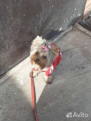 Йоркширский терьер вязка девочка