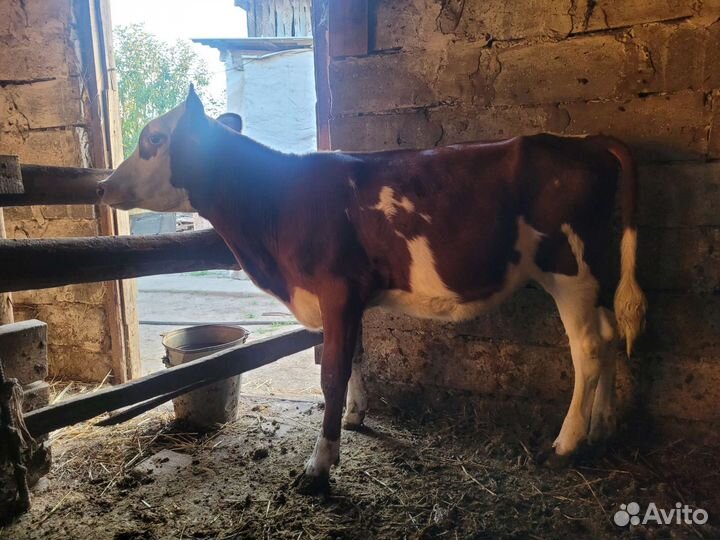 Тёлки, 6 месяцев