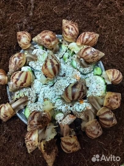 Улитки Ахатины