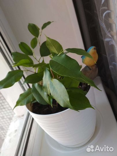 Комнатные цветы