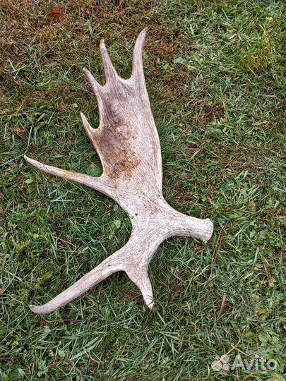 Рога лося красивые