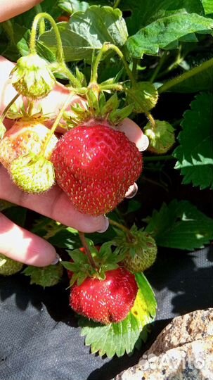 Рассада клубники