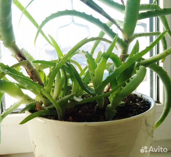 Алоэ, столетник