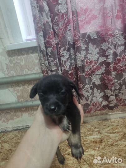 Щенки помесь такса пинчер